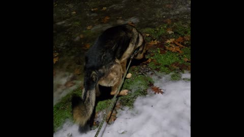 Virgil german shepherd.