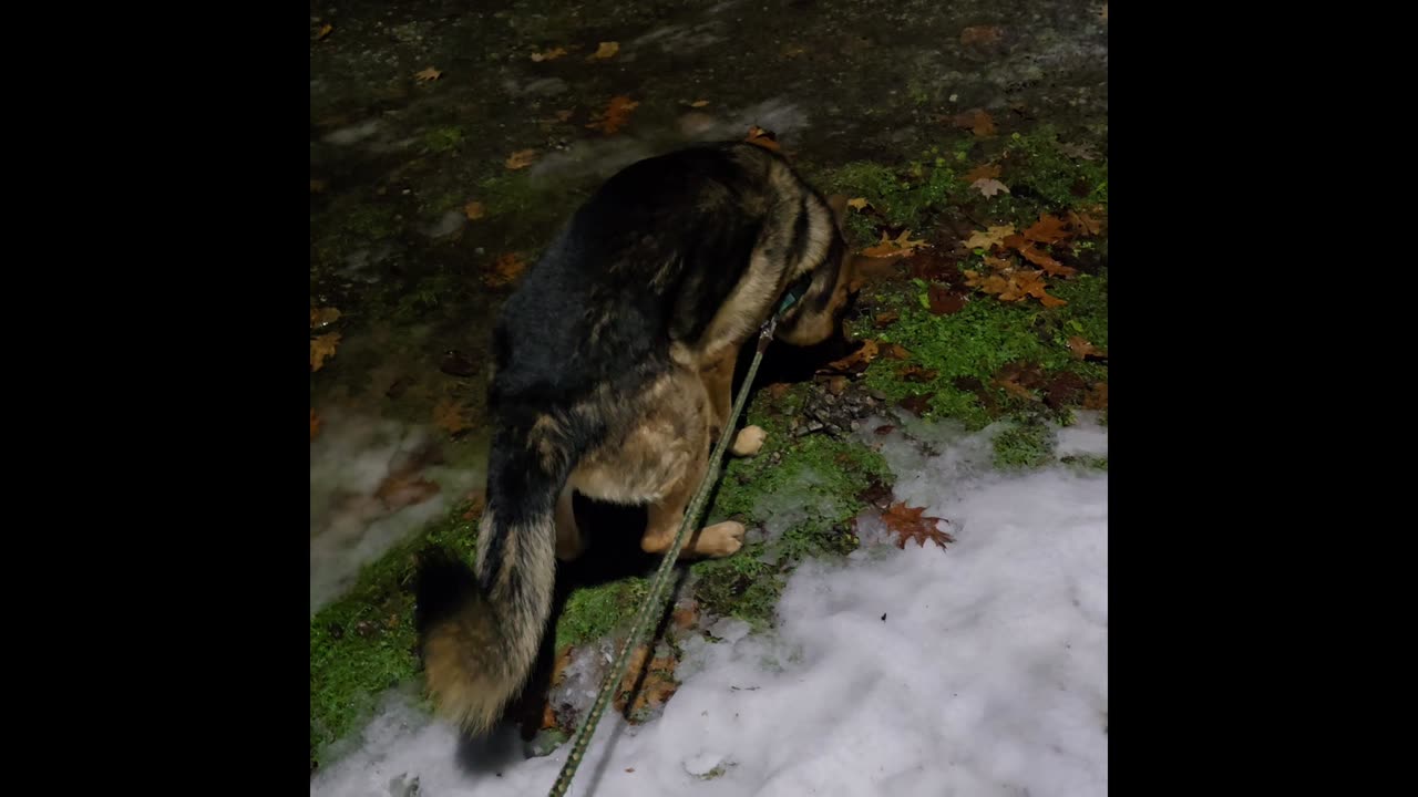 Virgil german shepherd.