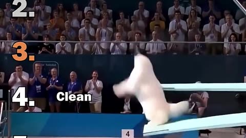 Ranking Best AI Cats Olympic Diving Moments