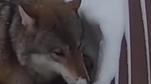 Mother Wolf Shields Her Baby From Avalanche 😭💔 (Caught on Camera)