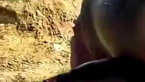 animals