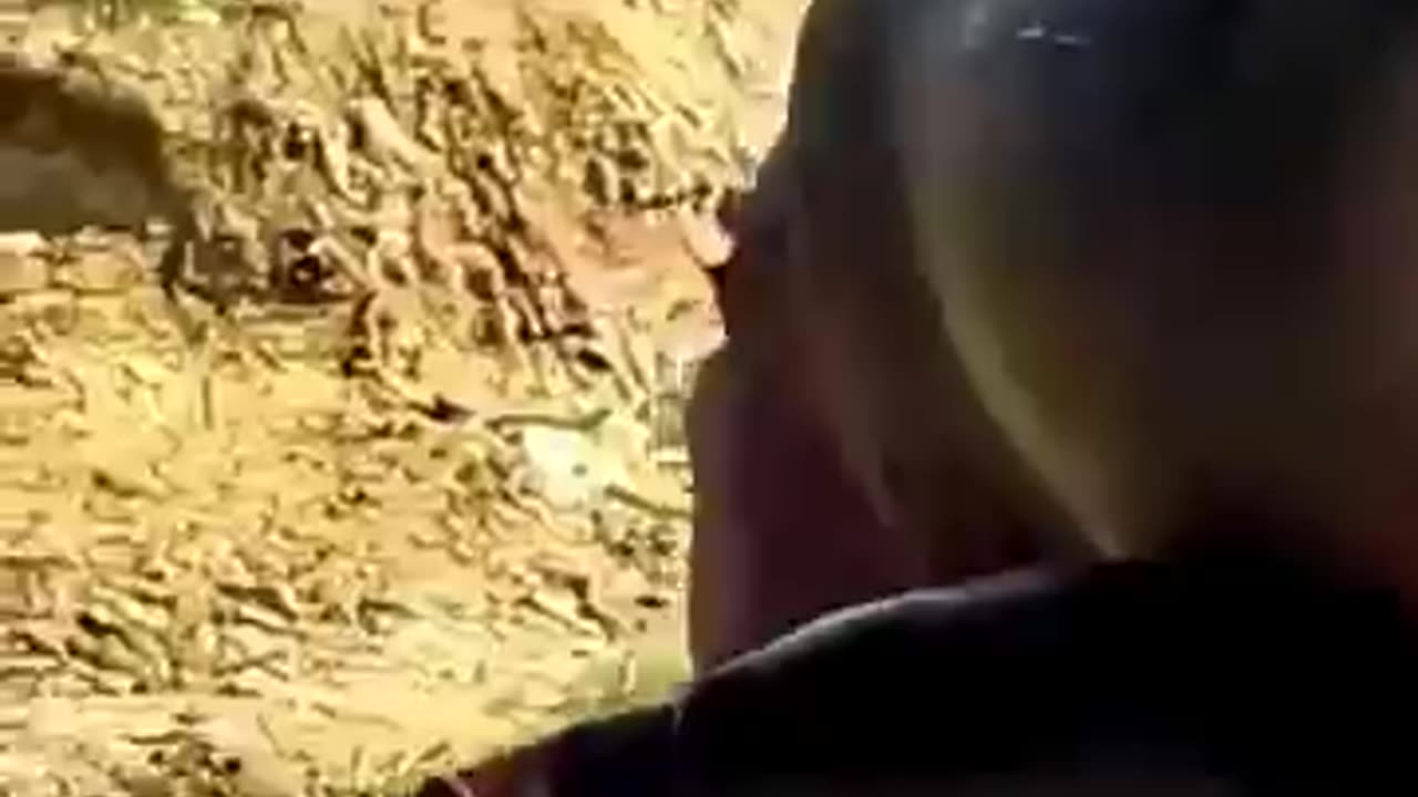 animals