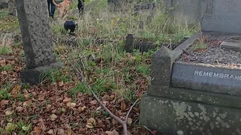 Peewee WANTED by Police. FOUNDER Member of a dog watts app terrorist group