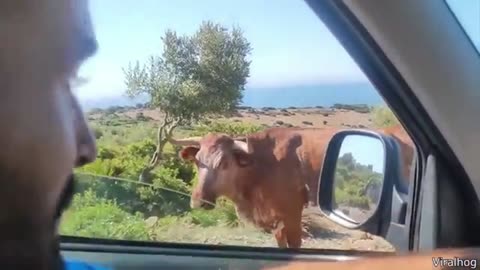 Funny animal videos😹😂