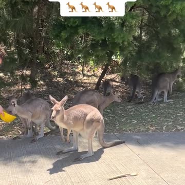 Australian kangaroos