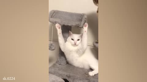 Silliest CATS on Earth 😂 Funny Cats Videos