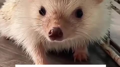 🧠✨ Watch a Baby Hedgehog Grow Into An Adult! | FeedMyCuriosity