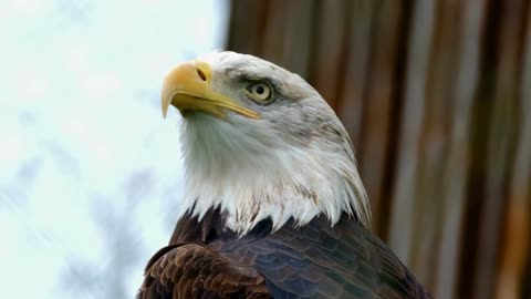 Aquila non captat muscas - Izabela Ołowska/Taisa