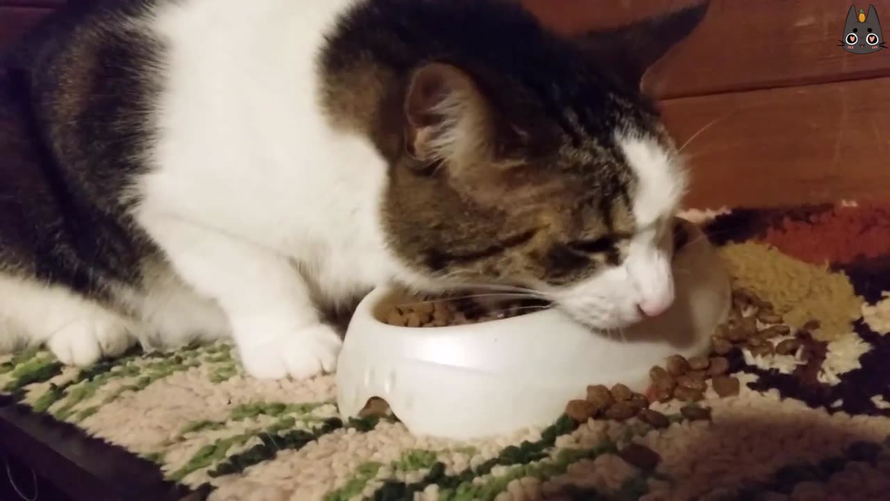 Cat eating food with big Bites #MeoWnMore