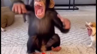 cheeky monkey but so funny