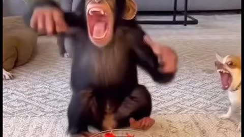 cheeky monkey but so funny