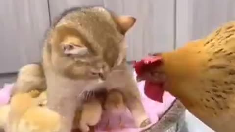 Funny chimpanzee and cat