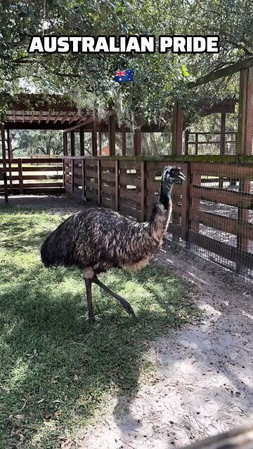Australian Emu