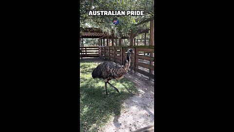 Australian Emu