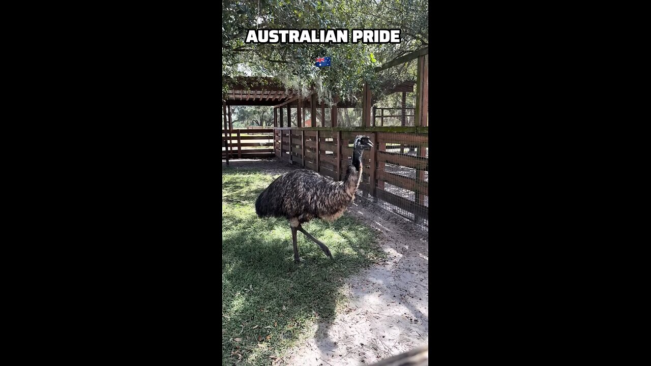 Australian Emu