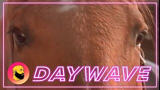 Episode 1656: Horsing Around