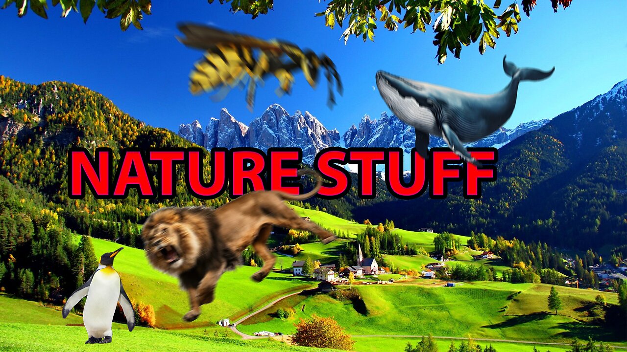 🐸🐯Nature Educational Videos!🦊🦁