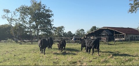 You’ll Never Guess What This Cow Did Next!