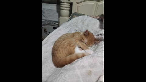 Butters Playing on the electric blanket #Follow and #Like