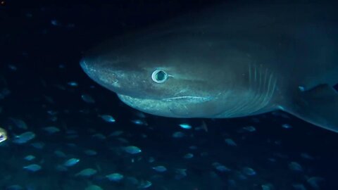 OceanXplorers - Rekin jurajski (3/6) film dokumentalny LEKTOR PL