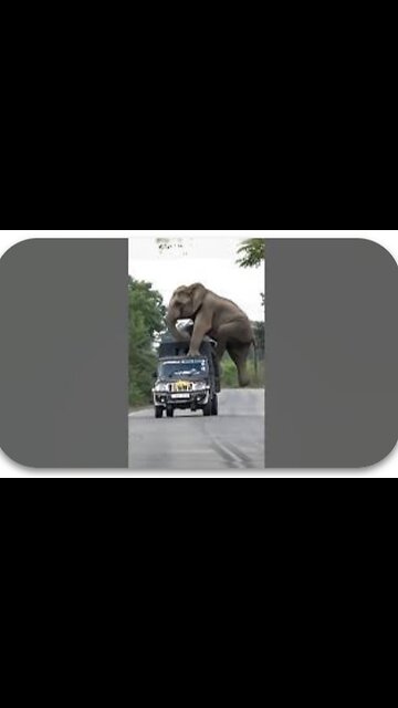 even animals want to have fun