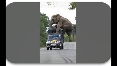 even animals want to have fun