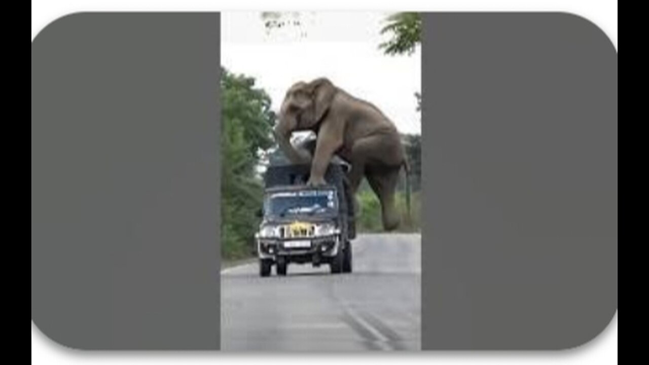 even animals want to have fun