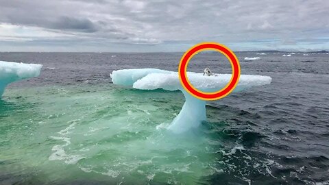 Fishermen see an animal on an iceberg, but then they look closer!