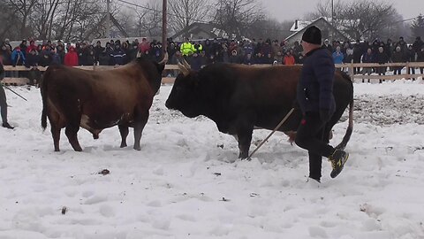 Peran od Benita vs Brizan od Patkovića Vitez 2024