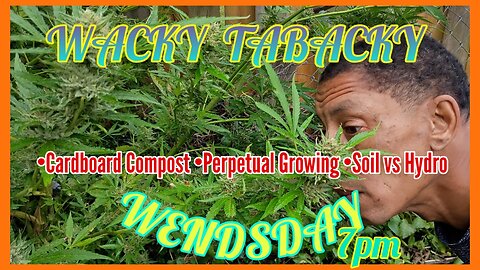 Wacky Tabacky Wednesday