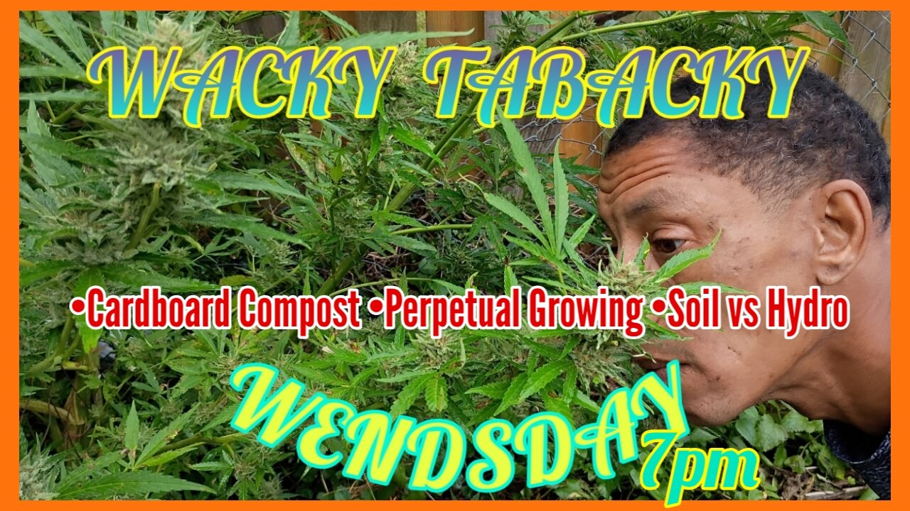 Wacky Tabacky Wednesday