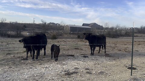 Saying “good morning” to the cows on my way out for work 🐮