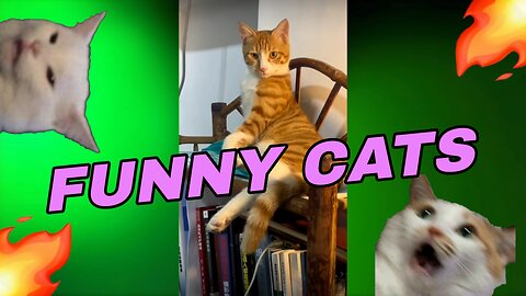 🐱 FUNNY CATS🐱 - 🔥Video compilation🔥