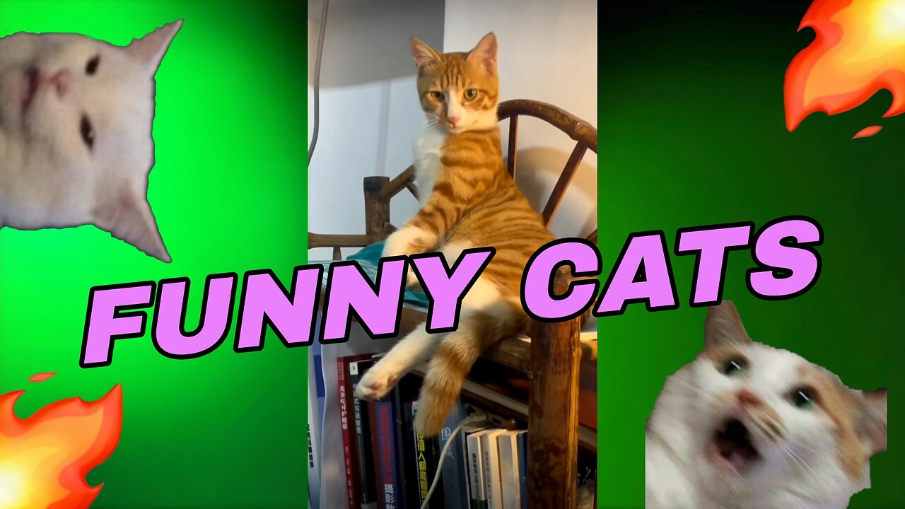 🐱 FUNNY CATS🐱 - 🔥Video compilation🔥