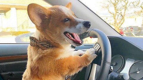 FUNNIEST Dogs are a must watch! Funniest ANIMAL Videos 2025🤣