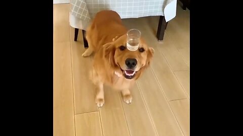 Baby Dogs 🔴 Cute and Funny Dog Videos Compilation | Funny Puppy Videos