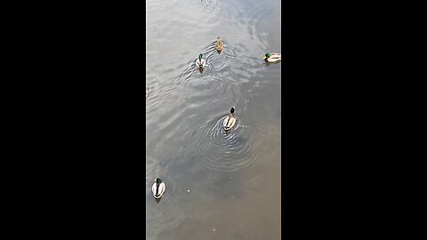 Mallard Ducks 🦆 #mallardducks #followme #shorts #trending #viral #ducks #duck