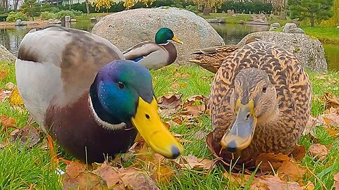 Mallard Duck Couple Goes: "Quack, Honk, Tööt!" ...Wait, What!?