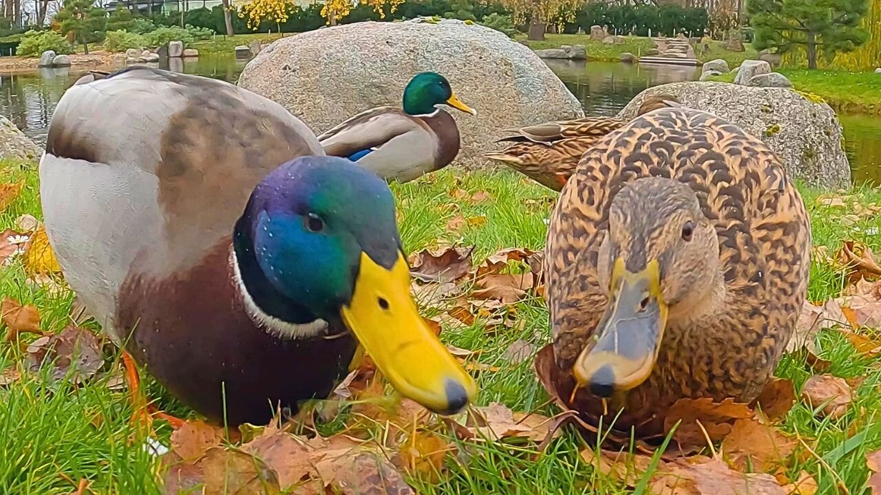 Mallard Duck Couple Goes: "Quack, Honk, Tööt!" ...Wait, What!?