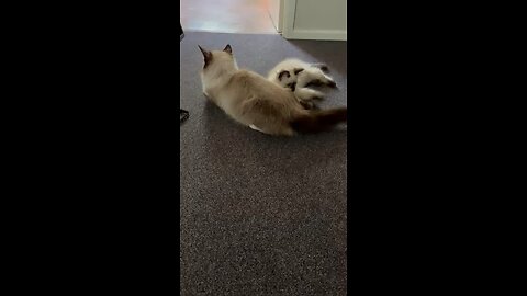 Funny Kitten & Mom Moments 🐾