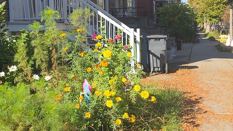 Así es un BARRIO REAL de Montreal en Otoño (No es lo que esperas).