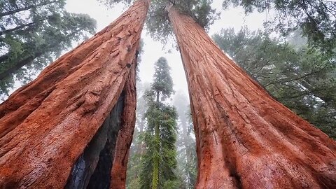 THE PRE-RESET WORLD - GIANT TREE REMAINS EVERYWHERE