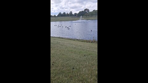 These Geese Scare Me
