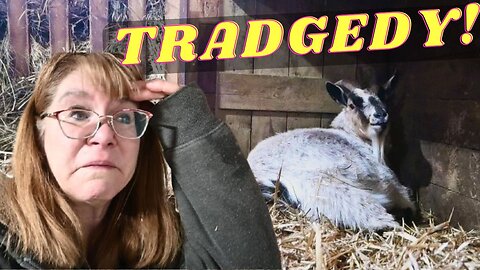 SHOCKING Surprise Goat BIRTH Ends in TRADGEDY!