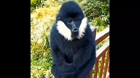 funny Animals 🐒🤣