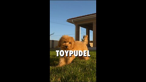 🐶💖 Der Toypudel – klein, clever und einfach bezaubernd!