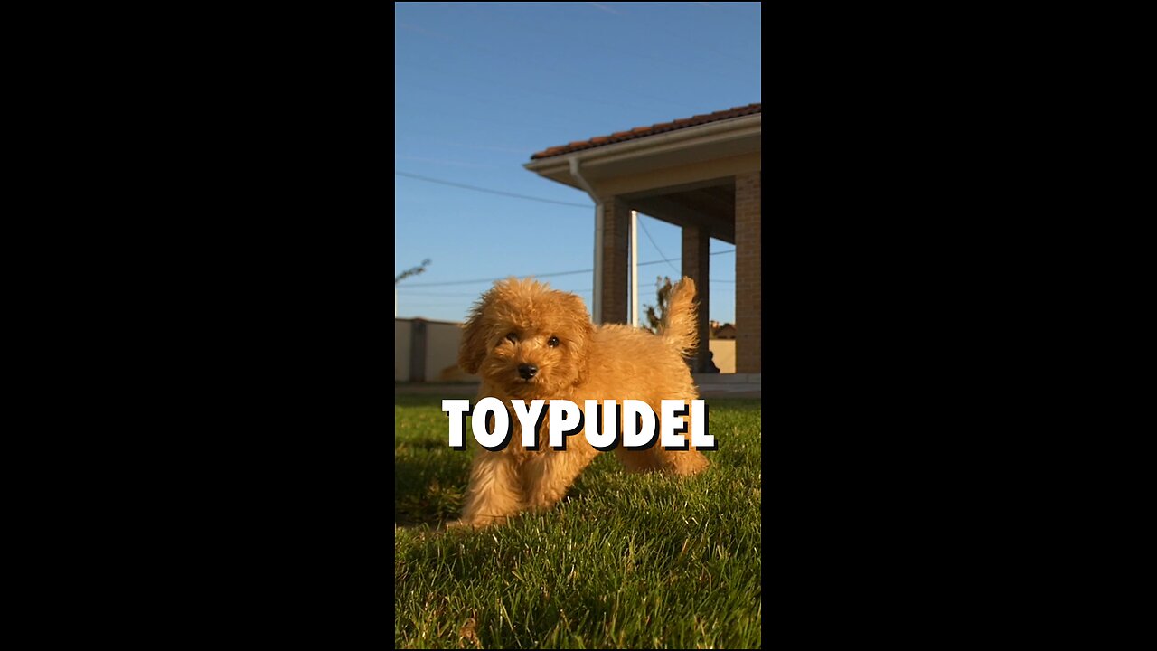 🐶💖 Der Toypudel – klein, clever und einfach bezaubernd!