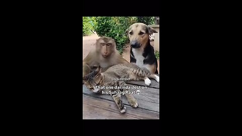 Monkey want Cats pussy