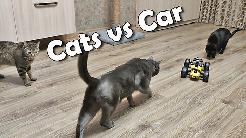 The reaction of my cats to the radio-controlled car. Funny cat video