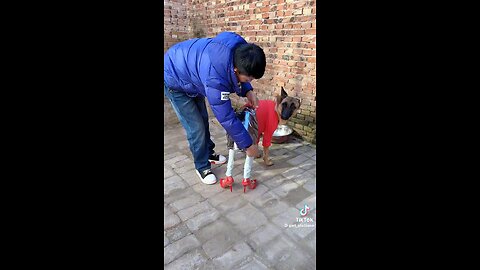 Content creation on Dogs